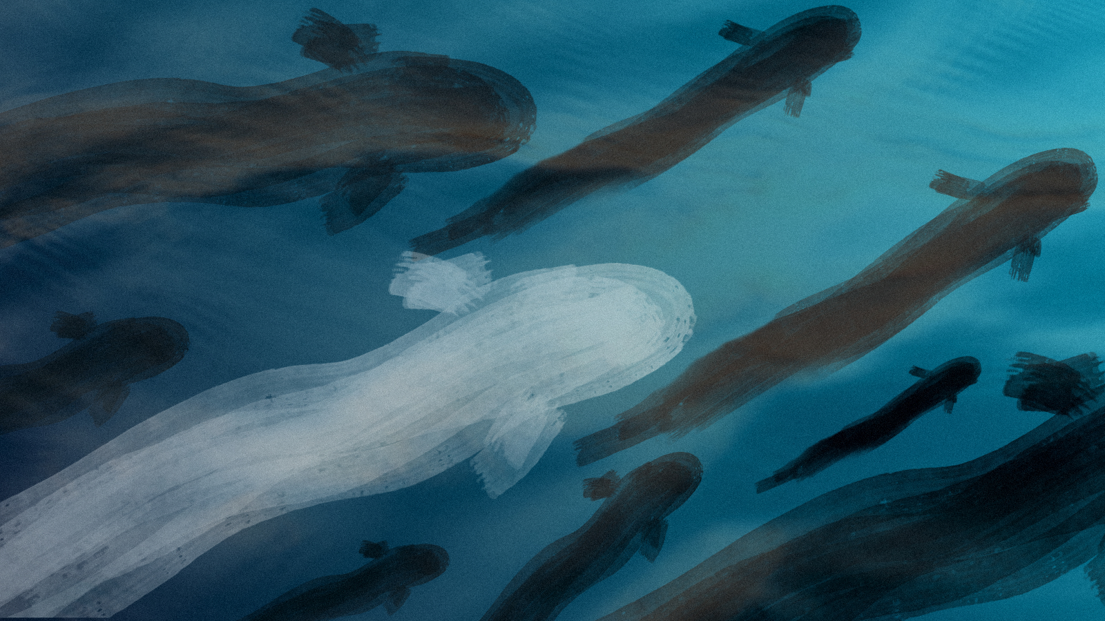 A group of eels swim in a river. A white eel is prominent in the foreground.