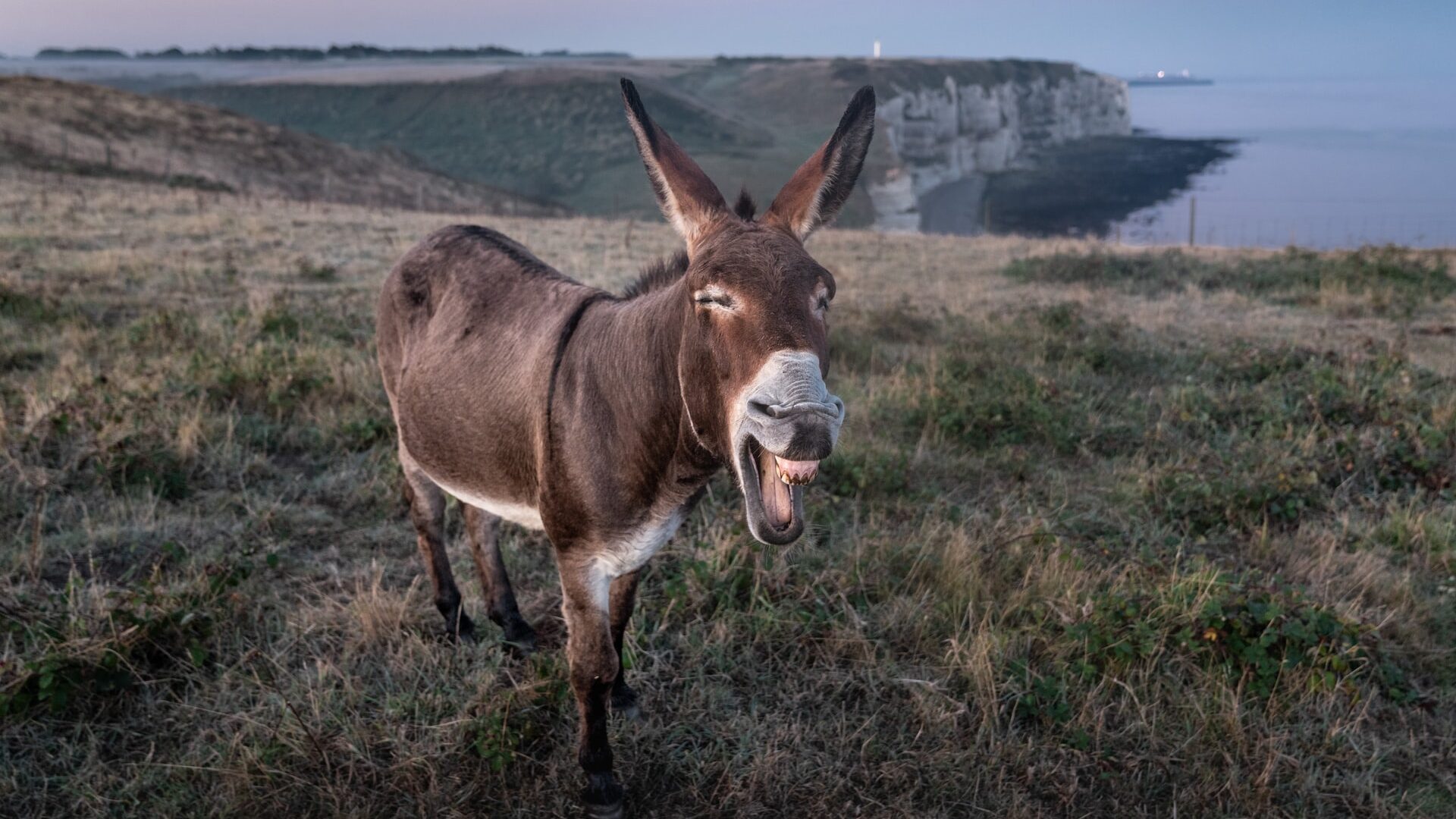 A laughing donkey stands on a patch of grass. In the background there is a cliffside and the ocean.