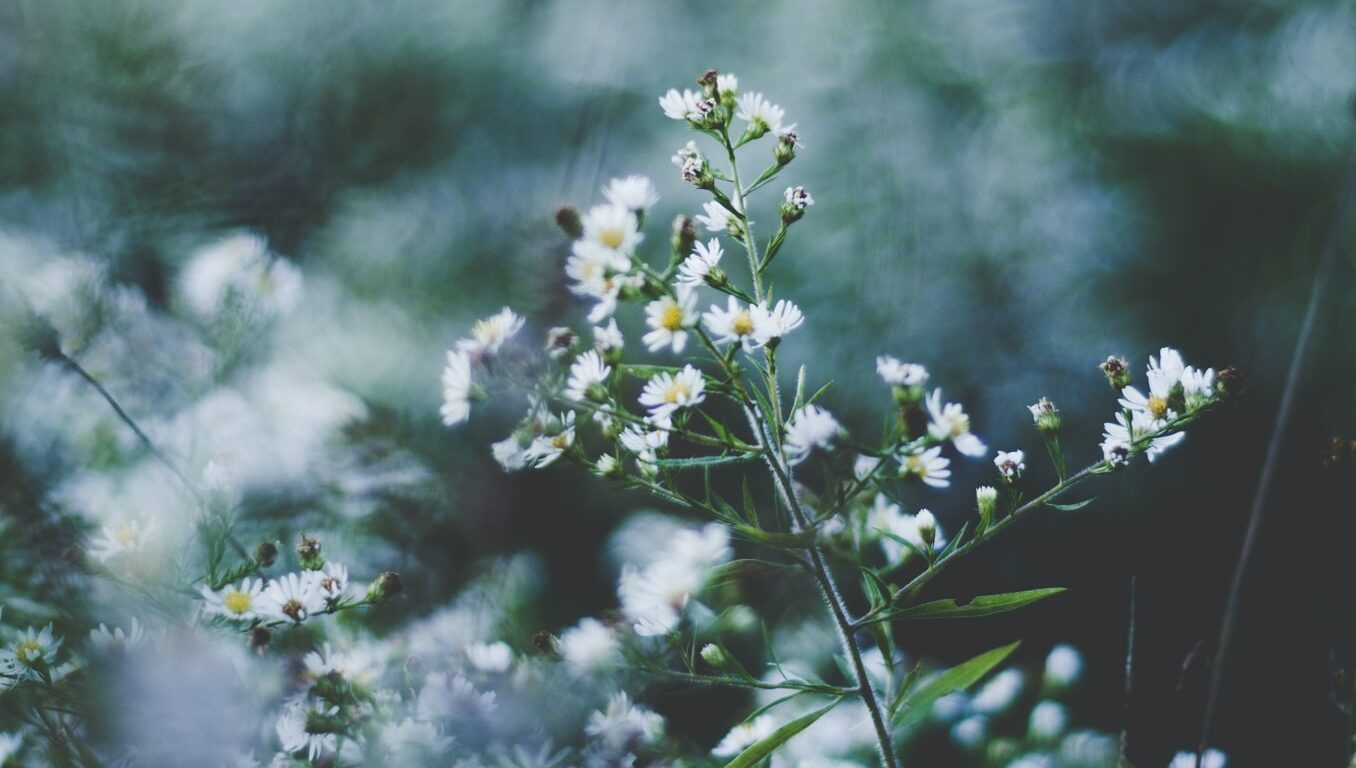 Wild chamomile growing in a field.