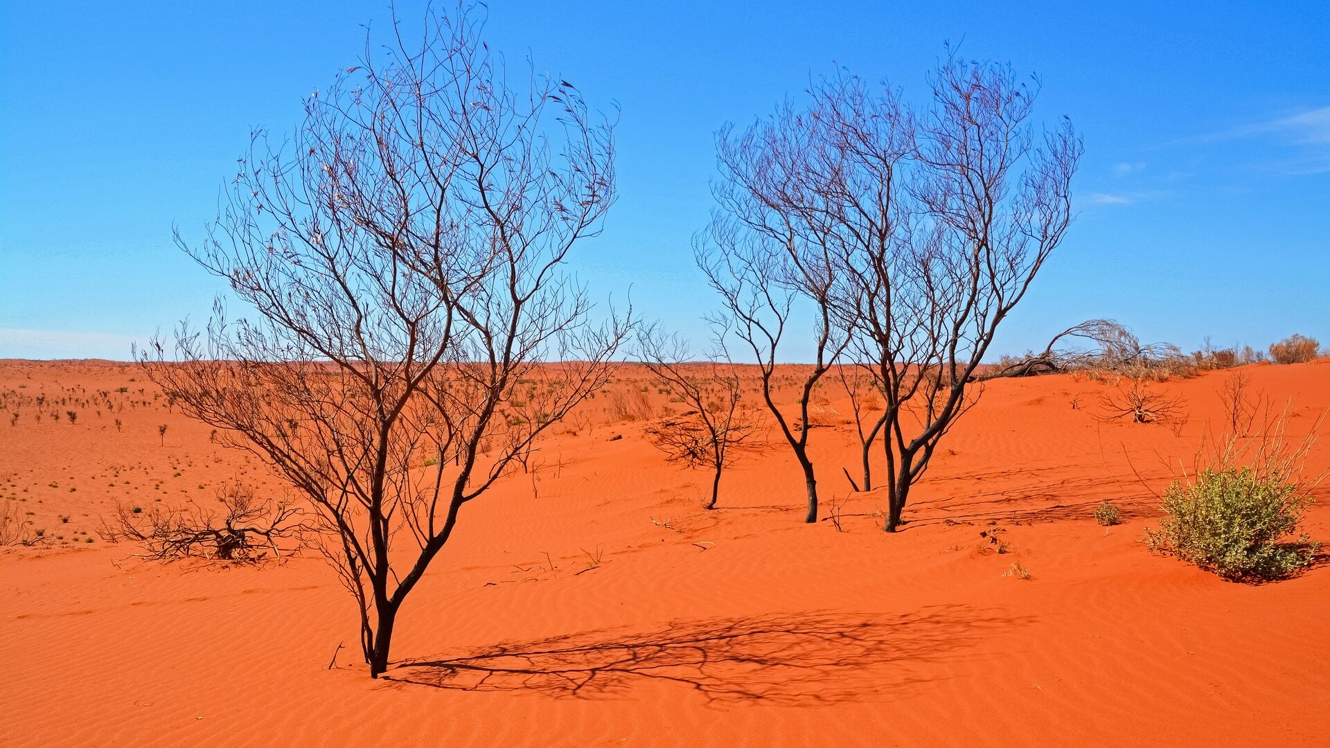 A bright blue sky and the orange barren earth of the Australian outback. Two dry, bare trees are featured in the foreground.