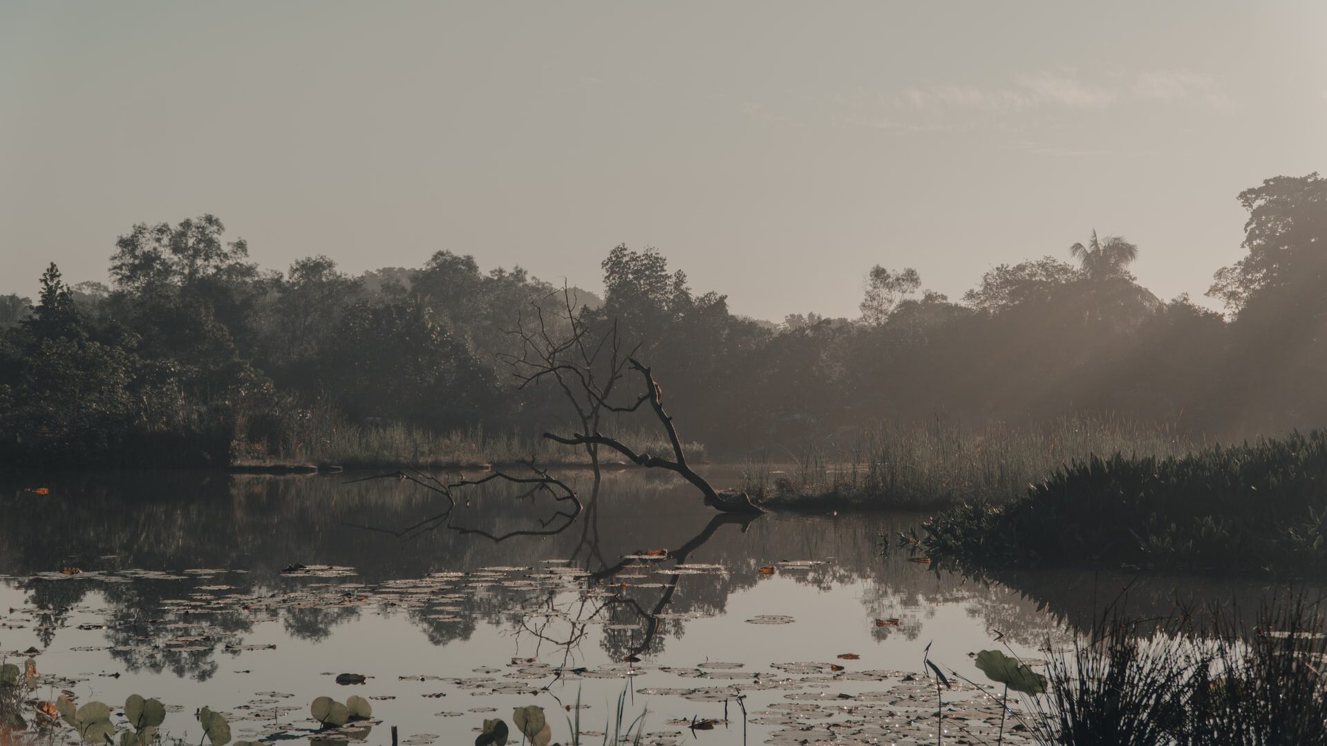 A swamp with murky waters and a dead tree jutting out from the water. In the background there is thick foliage.