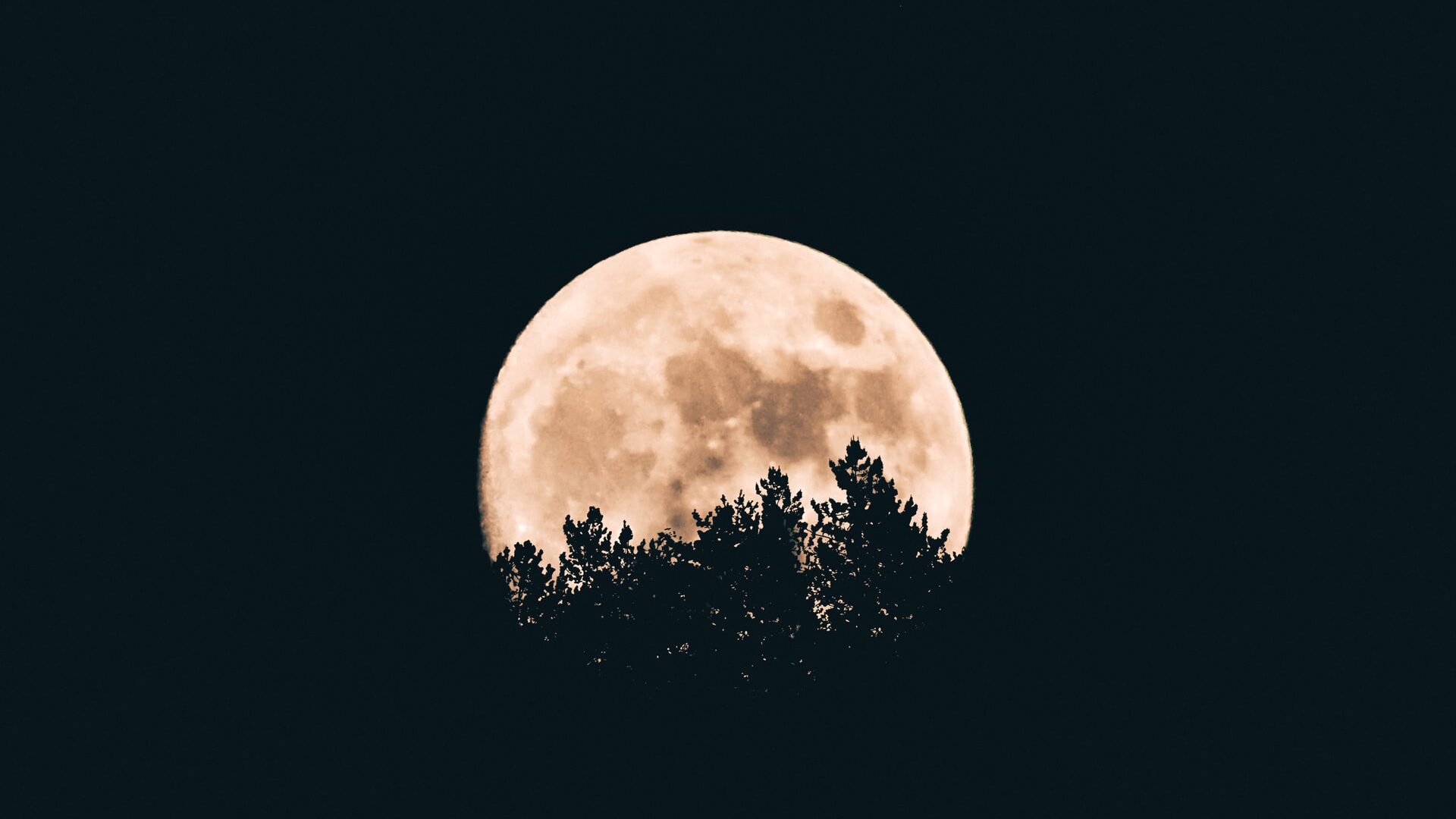 A full moon is partially obscured by treetops.