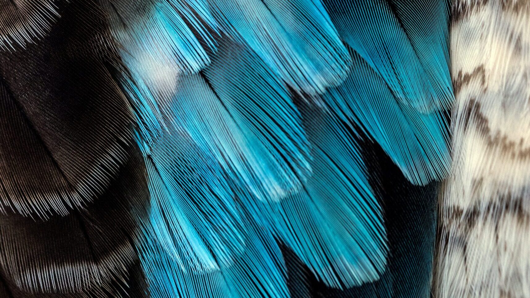 Close up shot of bird feathers in various colours.