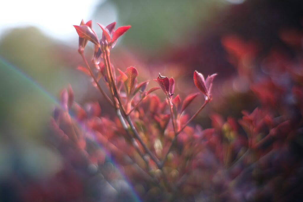 A photograph of a red-leaved tree, only a few leaves in focus. The background is blurred to creamy, vivid colours, lens flare causing rainbow-like arcs of colour and distortion in the foreground. 